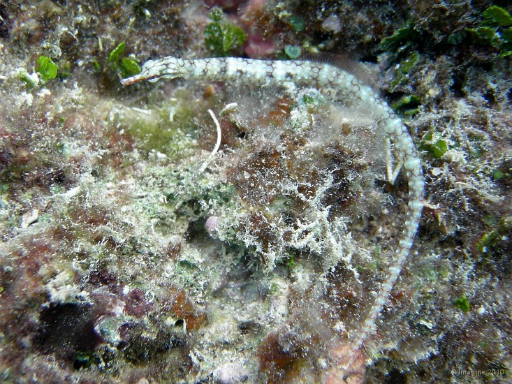 63- Poisson-pipe (syngnathe) - Gadji.JPG